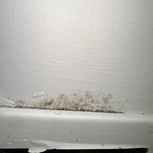 Photo shows mold on a wall emphasizing the importance of mold testing in real estate transactions