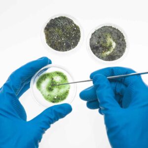 A mold inspection vs. a mold assessment: someone taking a mold sample