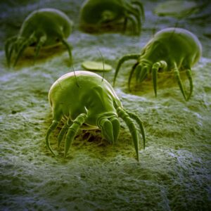 An image of dust mites under a microscope.